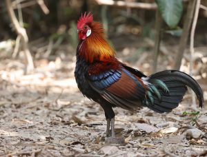 Red Junglefowl, 红原鸡, Gallus gallus-gallery-