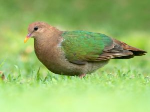 Pacific Emerald Dove, 太平洋金鸠, Chalcophaps longirostris-gallery-