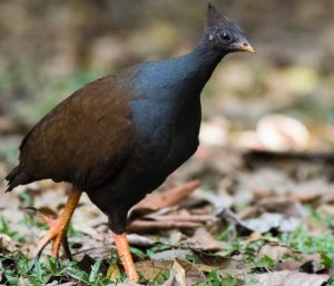 Orange-footed Scrubfowl, 橙脚塚雉, Megapodius reinwardt-gallery-