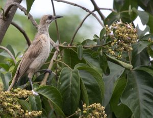 Timor Friarbird, 帝汶吮蜜鸟, Philemon inornatus-gallery-