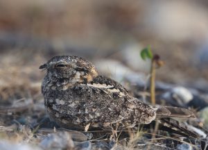 Savanna Nightjar, 林夜鹰, Caprimulgus affinis-gallery-