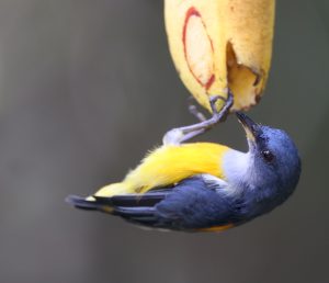 Orange-bellied Flowerpecker, 橙腹啄花鸟, Dicaeum trigonostigma-gallery-