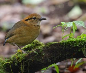 Schneider’s Pitta, 施氏八色鸫, Hydrornis schneideri-gallery-