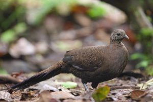 Bronze-tailed Peacock-Pheasant, 铜尾孔雀雉, Polyplectron chalcurum-gallery-