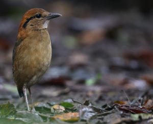 Schneider’s Pitta, 施氏八色鸫, Hydrornis schneideri-gallery-