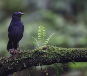 Shiny Whistling Thrush, 辉亮啸鸫, Myophonus melanurus-gallery-