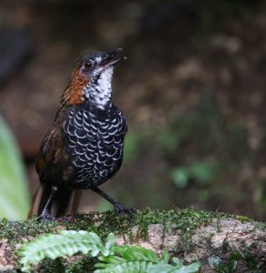 Marbled Wren Babbler, 石纹鹪鹛, Turdinus marmoratus-gallery-