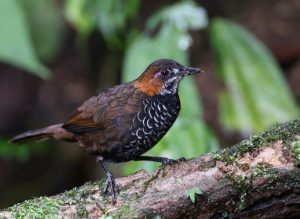 Marbled Wren Babbler, 石纹鹪鹛, Turdinus marmoratus-gallery-