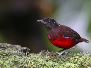 Graceful Pitta, 黑冠八色鸫, Erythropitta venusta-gallery-