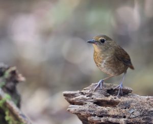 Lesser Shortwing, 白喉短翅鸫, Brachypteryx leucophris-gallery-