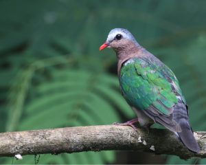 Asian Emerald Dove, 绿翅金鸠, Chalcophaps indica-gallery-