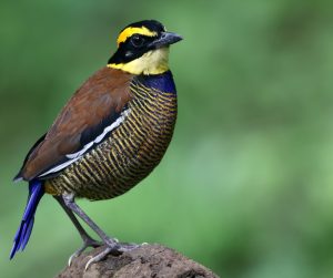 Javan Banded Pitta, 蓝尾八色鸫, Hydrornis guajanus-gallery-