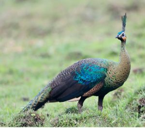 Green Peafowl, 绿孔雀, Pavo muticus-gallery-