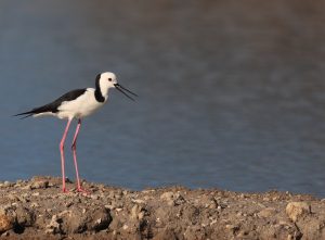 Pied Stilt, 澳洲长脚鹬, Himantopus leucocephalus-gallery-