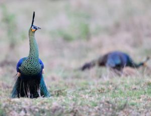 Green Peafowl, 绿孔雀, Pavo muticus-gallery-