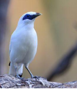 Bali Myna, 长冠八哥, Leucopsar rothschildi-gallery-