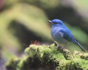 Pale Blue Flycatcher, 纯蓝仙鹟, Cyornis unicolor-gallery-