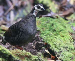 Grey-breasted Partridge, 灰胸山鹧鸪, Arborophila orientalis-gallery-