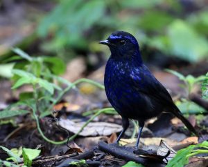 Shiny Whistling Thrush, 辉亮啸鸫, Myophonus melanurus-gallery-