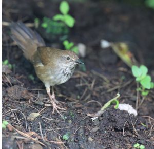 Javan Bush Warbler, 爪哇短翅莺, Locustella montis-gallery-