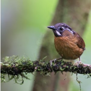 Grey-throated Babbler, 黑头穗鹛, Stachyris nigriceps-gallery-