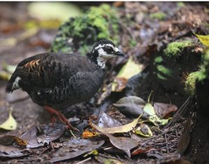 Grey-breasted Partridge, 灰胸山鹧鸪, Arborophila orientalis-gallery-