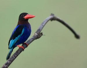 Javan Kingfisher, 爪哇翡翠, Halcyon cyanoventris-gallery-