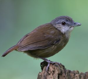 Horsfield’s Babbler, 霍氏雅鹛, Malacocincla sepiaria-gallery-