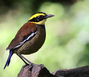 Javan Banded Pitta, 蓝尾八色鸫, Hydrornis guajanus-gallery-