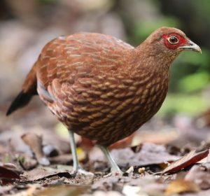 Salvadori’s Pheasant, 黑尾鹇, Lophura inornata-gallery-