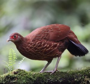 Salvadori’s Pheasant, 黑尾鹇, Lophura inornata-gallery-