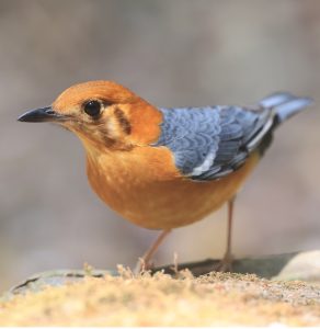 Orange-headed Thrush, 橙头地鸫, Geokichla citrina-gallery-