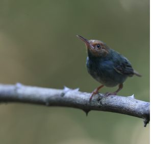 Olive-backed Tailorbird, 爪哇缝叶莺, Orthotomus sepium-gallery-