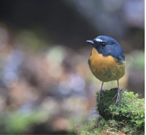 Snowy-browed Flycatcher, 棕胸蓝姬鹟, Ficedula hyperythra-gallery-