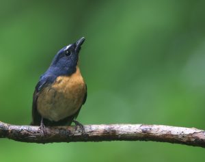 Snowy-browed Flycatcher, 棕胸蓝姬鹟, Ficedula hyperythra-gallery-