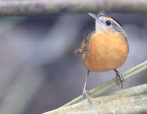 Javan Black-capped Babbler, 黑冠幽鹛, Pellorneum capistratum-gallery-