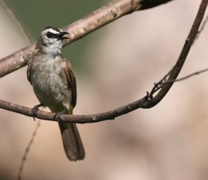 Yellow-vented Bulbul, 白眉黄臀鹎, Pycnonotus goiavier-gallery-