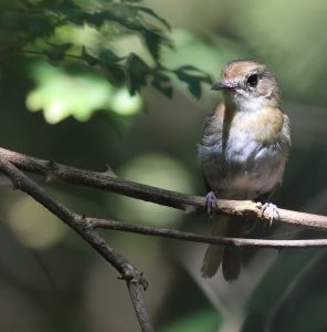 Fulvous-chested Jungle Flycatcher, 绿背林鹟, Cyornis olivaceus-gallery-