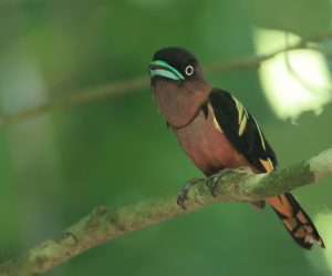 Banded Broadbill, 带斑阔嘴鸟, Eurylaimus javanicus-gallery-