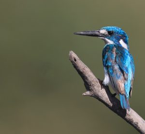 Cerulean Kingfisher, 小蓝翠鸟, Alcedo coerulescens-gallery-