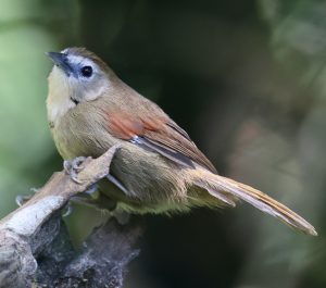 Crescent-chested Babbler, 珠颊穗鹛, Cyanoderma melanothorax-gallery-