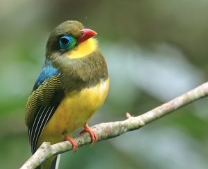 Sumatran Trogon, 苏门答腊咬鹃, Apalharpactes mackloti-gallery-