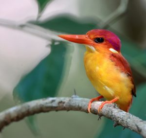 Rufous-backed Dwarf Kingfisher, 三趾翠鸟, ceyx rufidorsa-gallery-