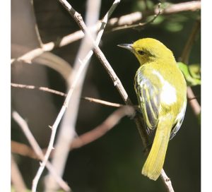 Common Iora, 黑翅雀鹎, Aegithina tiphia-gallery-