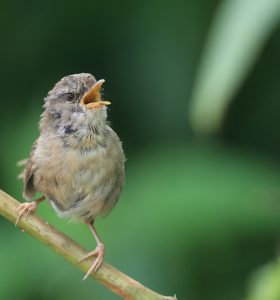 Sunda Bush Warbler, 马氏树莺, Horornis vulcanius-gallery-