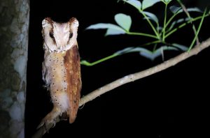 Oriental Bay Owl, 栗鸮, Phodilus badius-gallery-