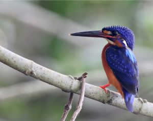 Blue-eared Kingfisher, 蓝耳翠鸟, Alcedo meninting-gallery-