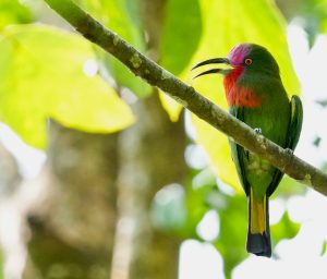 Red-bearded Bee-eater, 赤须夜蜂虎, Nyctyornis amictus-gallery-