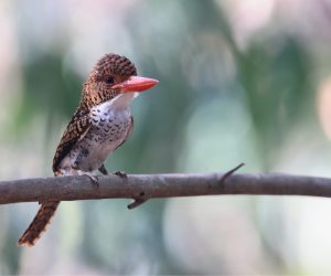 Banded Kingfisher, 横斑翠鸟, Lacedo pulchella-gallery-