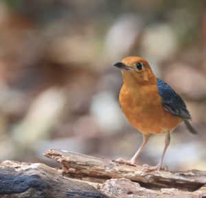 Orange-headed Thrush, 橙头地鸫, Geokichla citrina-gallery-